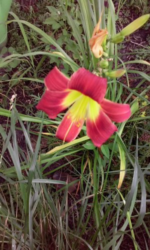 Hybernized Daylily.jpg