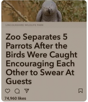 parrot swear.png