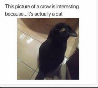 CAT CROW 2.png