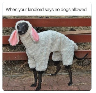 no dogs allowed landlord.png