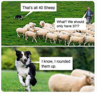 sheep roundup.png