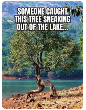 sneaky tree.png