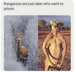 kangaroo prison.png