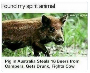 spirit animal pig drunk.png