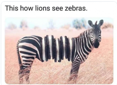 lions see zebras int.png