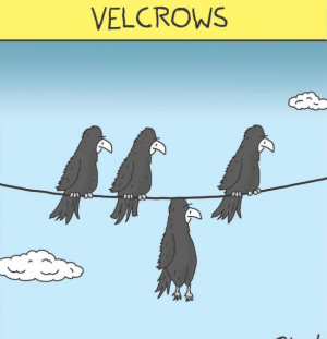 velcrows dan.png