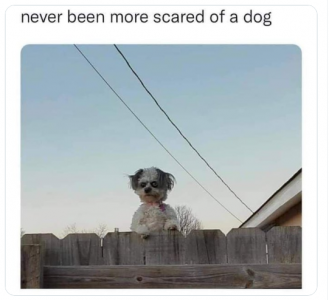 scarydog.png