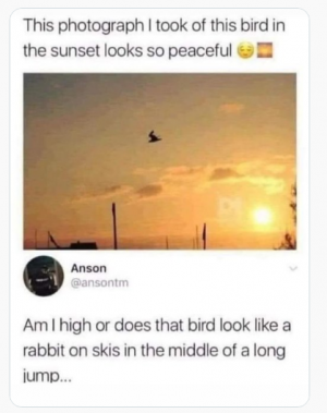 bird.png