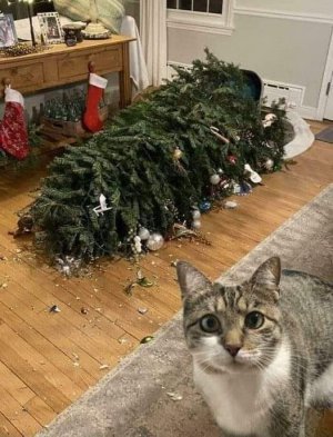 christmas cat.jpg