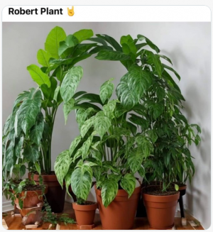 robert plant.png