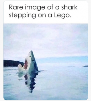 shark pain.png