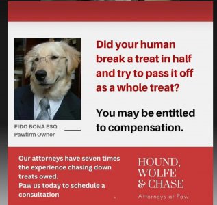 dog lawyers.jpg