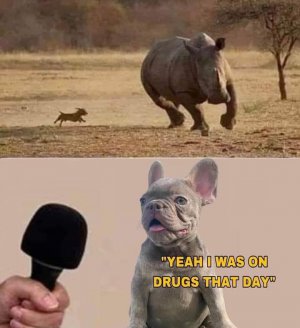 Rhino.jpg