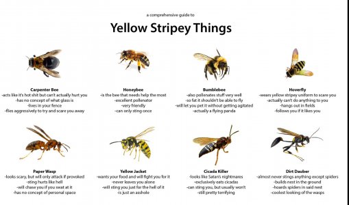 YellowStripeyThings.jpg