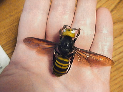 Asian_giant_hornet.png