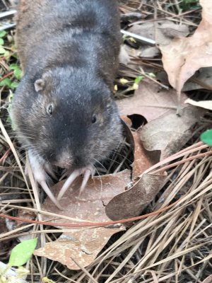 pocket gopher.jpg