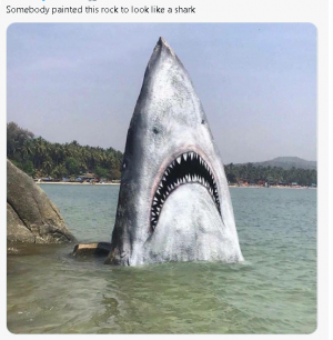 shark.png