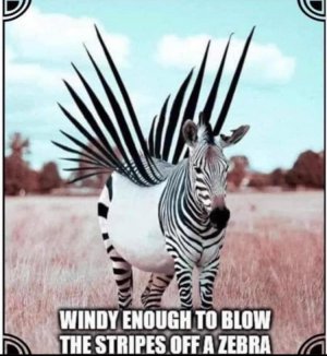 Zebra.jpg