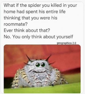 spider.png