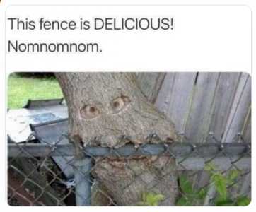 fence.png