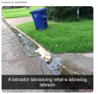 labradog.png