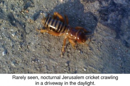 Potato Bug.jpeg