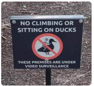 ducks.png