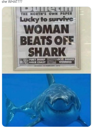 shark.png