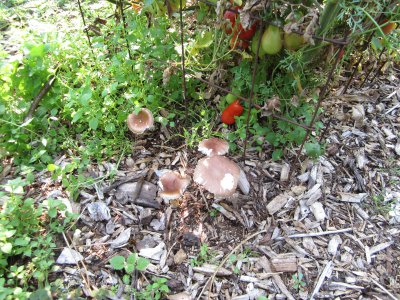 Mushrooms and tomato plant.JPG