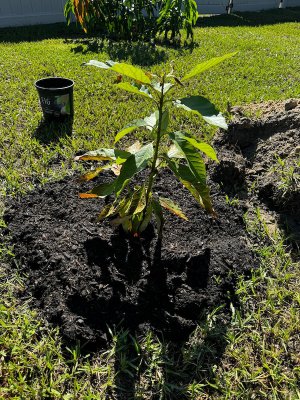 Avocado tree.jpeg