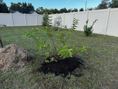 Guava tree.jpeg