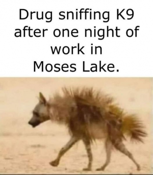 Drug Sniffing K9.png