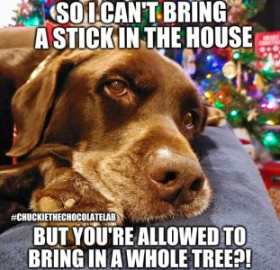 Dog at Christmas.jpg