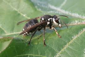 baldfaced hornet.png