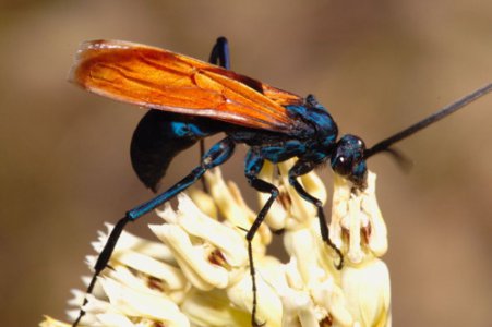 tarantula hawk.jpg